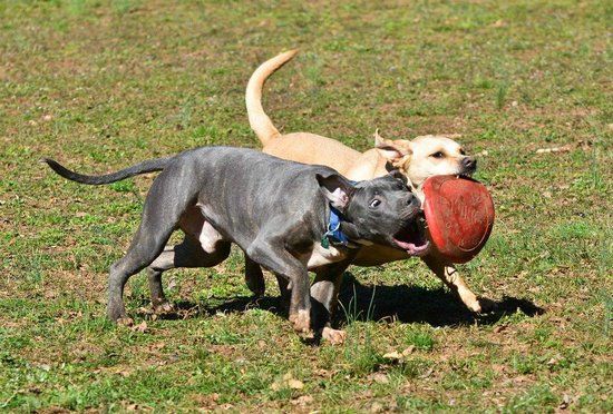 The Dog Spot at Creekwood Park